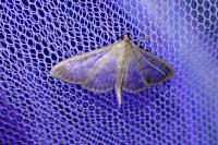 Patania ruralis