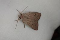 Xestia castanea