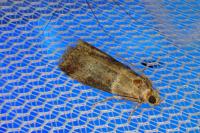 Acrobasis