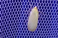 Katha depressa