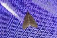 Mecyna asinalis
