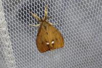 Orgyia antiqua