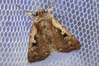 Xestia agathina