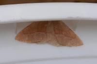 Hylaea fasciaria