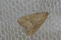 Schrankia taenialis