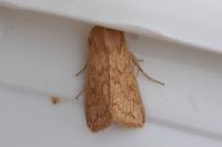 Mythimna vitellina