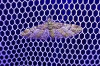 Gymnoscelis rufifasciata