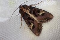 Trigonophora flammea