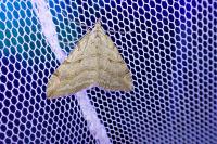 Aplocera efformata