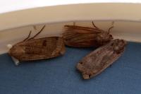 Noctua pronuba