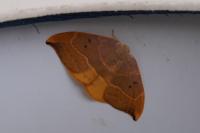 Watsonalla binaria