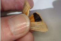 Noctua fimbriata