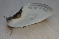 Cilix hispanica