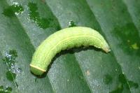 Pseudoips prasinanus