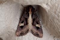 Trigonophora flammea