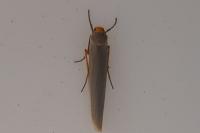 Eilema caniola