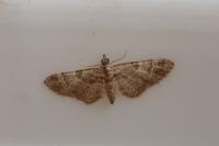 Gymnoscelis rufifasciata