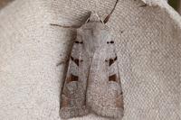 Eugnorisma glareosa