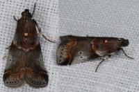 Acrobasis suavella