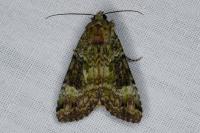 Anaplectoides prasinus