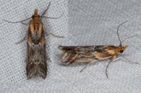 Ancylosis cinnamomella