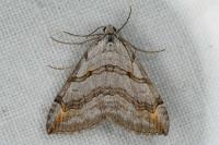 Aplocera efformata
