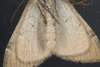 Aplocera efformata