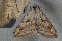 Aplocera efformata