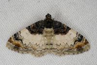 Catarhoe cuculata