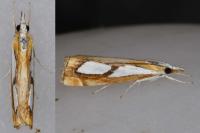 Catoptria pinella