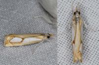 Catoptria pinella