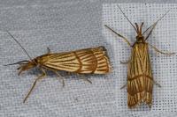 Chrysocrambus linetella