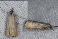 Chrysoteuchia culmella