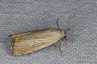 Chrysoteuchia culmella