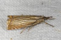 Chrysoteuchia culmella