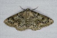 Cleorodes lichenaria