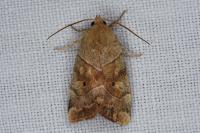 Cosmia trapezina