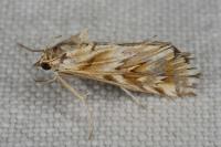 Cynaeda dentalis