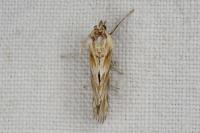 Cynaeda dentalis
