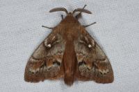 Dendrolimus pini pini
