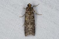 Dioryctria