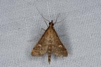 Dolicharthria punctalis