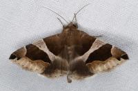 Dysgonia algira