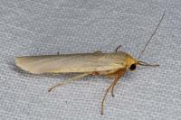 Eilema caniola