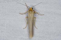 Eilema caniola