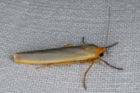 Manulea complana