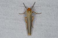 Manulea complana