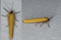 Indalia lutarella
