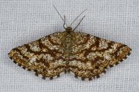 Ematurga atomaria