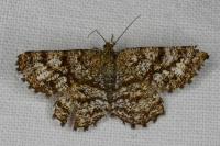 Ematurga atomaria